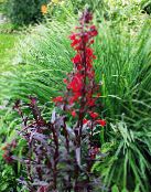 les fleurs du jardin Cardinal Fleur, Lobelia Mexicains, Lobelia fulgens photo, les caractéristiques rouge