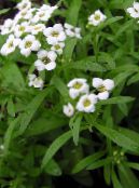 I fiori da giardino Dolce Alyssum, Dolce Alison, Lobularia Mare, Lobularia maritima foto, caratteristiche bianco