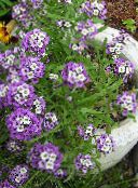 I fiori da giardino Dolce Alyssum, Dolce Alison, Lobularia Mare, Lobularia maritima foto, caratteristiche lilla