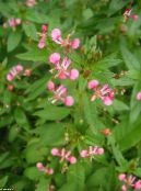 I fiori da giardino Fiore Di Zanzara, Lopezia racemosa foto, caratteristiche rosa
