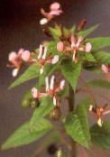  Mosquito Flower, Lopezia racemosa photo, characteristics pink