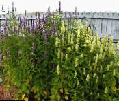 Agastache, Hybrid Anise Hyssop, Mexican Mint 