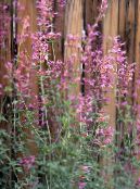 Garden Flowers Agastache, Hybrid Anise Hyssop, Mexican Mint photo, characteristics pink