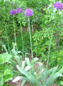 Gartenblumen Zierl, Allium foto, Merkmale flieder