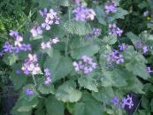 Garden Flowers Money Plant, Honesty, Bolbonac, Moonwort, Silver Dollar, Lunaria photo, characteristics lilac