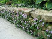 Garden Flowers Cymbalaria, Kenilworth Ivy, Climbing Sailor, Ivy-leaved Toad Flax photo, characteristics lilac