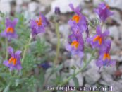 I fiori da giardino Linaria foto, caratteristiche lilla