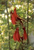 I fiori da giardino Becco Di Pappagallo, Gioiello Di Corallo, Becco Di Pellicano, Lotus berthelotii foto, caratteristiche rosso
