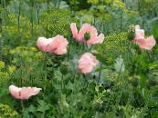 Gartenblumen Orientalischen Mohn, Papaver orientale foto, Merkmale rosa