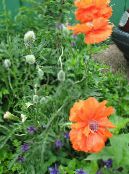 les fleurs du jardin Pavot Oriental, Papaver orientale photo, les caractéristiques orange