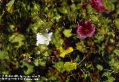 les fleurs du jardin Malope, Malope trifida photo, les caractéristiques blanc