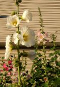 Garden Flowers Hollyhock, Alcea rosea photo, characteristics white
