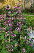 Gartenblumen Malve, Stockrose Französisch, Malva sylvestris foto, Merkmale lila