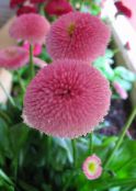 Garden Flowers Bellis daisy, English Daisy, Lawn Daisy, Bruisewort, Bellis perennis photo, characteristics pink