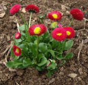 Garden Flowers Bellis daisy, English Daisy, Lawn Daisy, Bruisewort, Bellis perennis photo, characteristics red