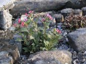 Garden Flowers Lungwort, Pulmonaria photo, characteristics pink