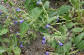 Gartenblumen Lungenkraut, Pulmonaria foto, Merkmale blau