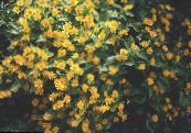 Gartenblumen Butter Gänseblümchen, Melampodium, Goldenes Medaillon Blume, Stern Daisy, Melampodium paludosum foto, Merkmale gelb