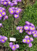 Garden Flowers Seaside Daisy, Beach Aster, Flebane, Erigeron glaucus photo, characteristics purple