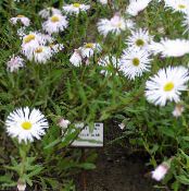 les fleurs du jardin Daisy Bord De Mer, Plage Aster, Flebane, Erigeron glaucus photo, les caractéristiques blanc