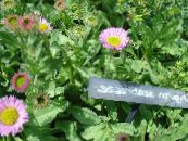 Garden Flowers Seaside Daisy, Beach Aster, Flebane, Erigeron glaucus photo, characteristics pink