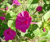 Garden Flowers Four O'Clock, Marvel of Peru, Mirabilis jalapa photo, characteristics pink