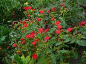 les fleurs du jardin Quatre Heures, Merveille Du Pérou, Mirabilis jalapa photo, les caractéristiques rouge