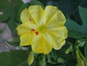 Garden Flowers Four O'Clock, Marvel of Peru, Mirabilis jalapa photo, characteristics yellow