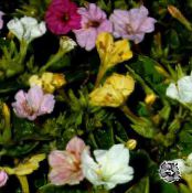 les fleurs du jardin Quatre Heures, Merveille Du Pérou, Mirabilis jalapa photo, les caractéristiques blanc