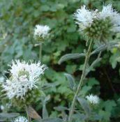 I fiori da giardino Monardella Scarlatto, Colibrì Menta Coyote foto, caratteristiche bianco
