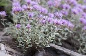 I fiori da giardino Monardella Scarlatto, Colibrì Menta Coyote foto, caratteristiche lilla