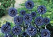 I fiori da giardino Globo Cardo, Echinops foto, caratteristiche blu