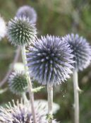 les fleurs du jardin Globe Chardon, Echinops photo, les caractéristiques bleu ciel