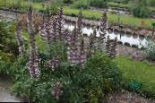 les fleurs du jardin Acanthe Épineuse, Acanthus photo, les caractéristiques vineux