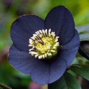 Rose De Noël, Rose De Carême (Helleborus) noir, les caractéristiques, photo