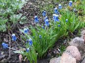 les fleurs du jardin Jacinthe De Raisin, Muscari photo, les caractéristiques bleu