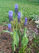les fleurs du jardin Jacinthe De Raisin, Muscari photo, les caractéristiques bleu ciel