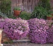 Garden Flowers Soapwort, Saponaria photo, characteristics pink