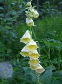 Gartenblumen Fingerhut, Digitalis foto, Merkmale gelb