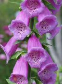 Garden Flowers Foxglove, Digitalis photo, characteristics lilac