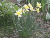 I fiori da giardino Narciso, Narcissus foto, caratteristiche bianco