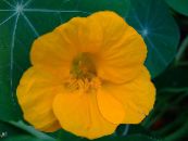 Gartenblumen Kapuzinerkresse, Tropaeolum foto, Merkmale gelb
