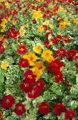 I fiori da giardino Nasturzio, Tropaeolum foto, caratteristiche rosso