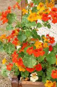 Garden Flowers Nasturtium, Tropaeolum photo, characteristics orange