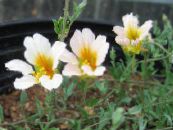les fleurs du jardin Capucine, Tropaeolum photo, les caractéristiques blanc