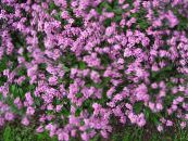 Garden Flowers Forget-me-not, Myosotis photo, characteristics pink