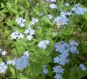 Garden Flowers Forget-me-not, Myosotis photo, characteristics light blue