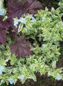 Gartenblumen Wasserkerze, Sumpf Portulak, Sumpf Seedbox, Myosotis palustris foto, Merkmale hellblau