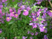 I fiori da giardino Gioielli Cape, Nemesia foto, caratteristiche lilla