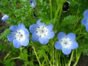 Garden Flowers Nemophila, Baby Blue-eyes photo, characteristics light blue